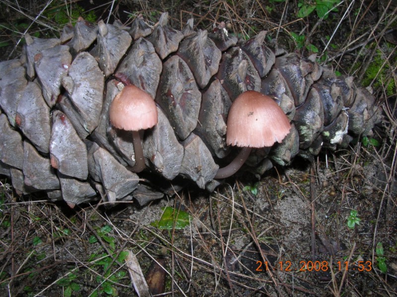 Altro ritrovamento del 12.03.2010.